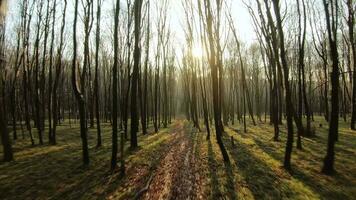 fpv zangão voar rapidamente e manobrável através a outono ou Primavera floresta às pôr do sol video