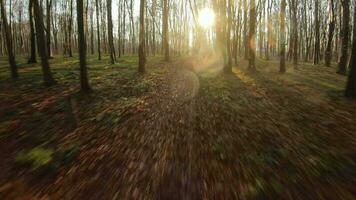 fpv zangão voar rapidamente e manobrável através a outono ou Primavera floresta às pôr do sol video