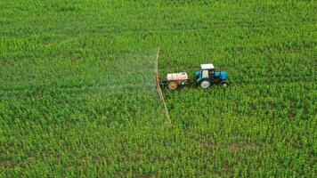 Tractor sprays fertilizer on agricultural plants on the rapeseed field, top view from height video