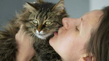 mujer Besos y frota su cara en contra un muy mullido atigrado gato a Rápido su amor y afecto, lento movimiento. amor a el animales video