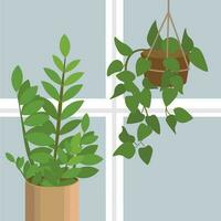 Square vector illustration of a zz plant and a philodendron on the window. Close-up composition