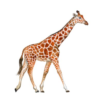 Giraffe Cartoon PNGs for Free Download
