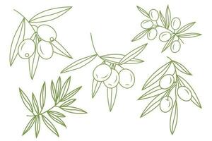 A set of sprigs with olives. Simple icons in doodle style. Vector illustration isolated on white background.