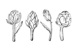 Artichoke illustration. Edible flower bud, healthy vegetable. Set with fresh handmade artichokes. Design element. Vector