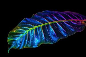 Tropical leaf est glow in the black light background high contrast. photo