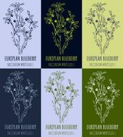 European blueberry bush or VACCINIUM MYRTILLUS L with ripe berries in vintage style. Vector illustration