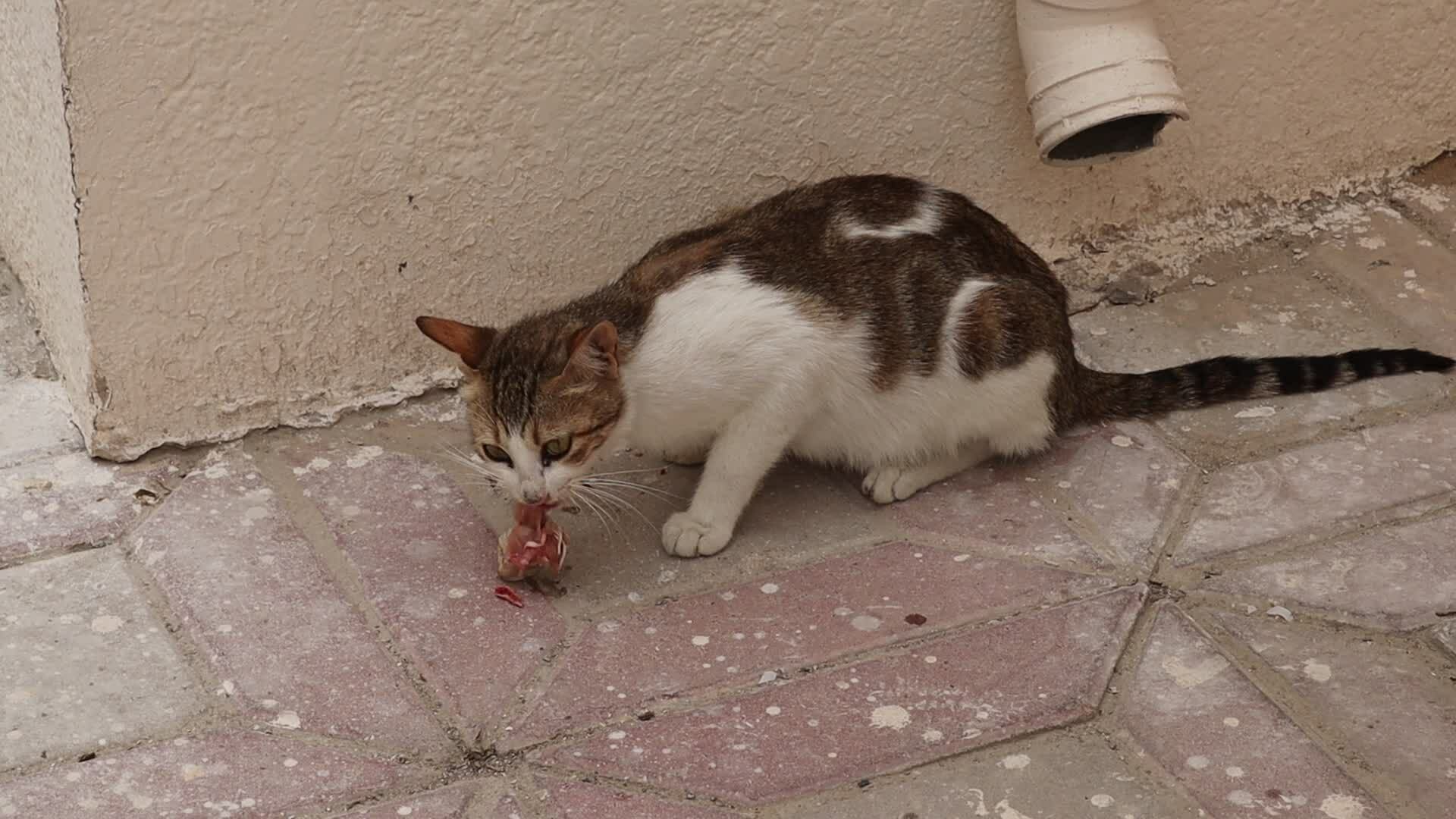 Black and brown cat eating meat in the street outdoor 23355342 Stock