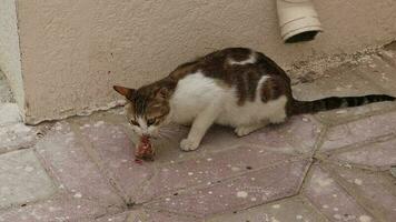 zwart en bruin kat aan het eten vlees in de straat buitenshuis video