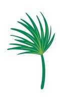 Leaf green palm, floral branch for design vector