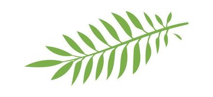 Palm green leaf for paradise isolated on white background vector