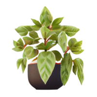 Beautiful plants in ceramic pots . png