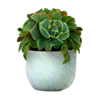 Beautiful plants in ceramic pots . png