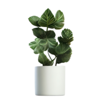 Beautiful plants in ceramic pots . png