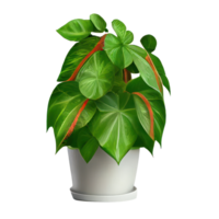 Beautiful plants in ceramic pots . png