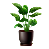 Beautiful plants in ceramic pots . png