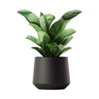 Beautiful plants in ceramic pots . png