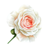 watercolor roses . AI Generated png