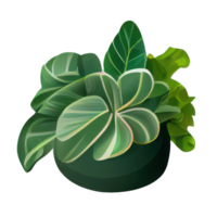 Beautiful plants in ceramic pots . png