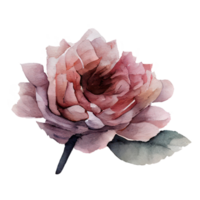 watercolor roses . AI Generated png