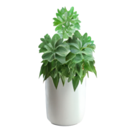 Beautiful plants in ceramic pots . png