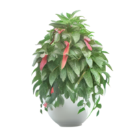 Beautiful plants in ceramic pots . png