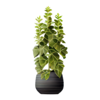 lindo plantas dentro cerâmico panelas . ai gerado png