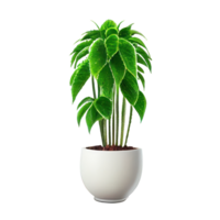 Beautiful plants in ceramic pots . png