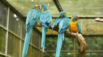 parrot macaw blue and gold in singapore zoo video