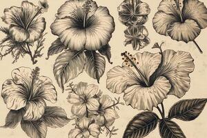 Cartoon style etched hibiscus illustrations. photo