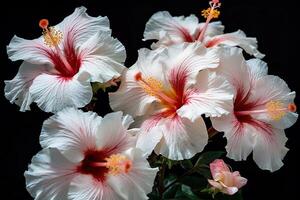 Group of white and pink hibiscus flowers. photo