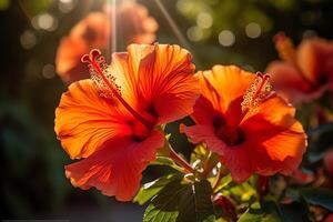 vibrante hibisco floraciones en el luz de sol. ai generado foto