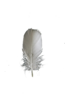 plume png image gratuit