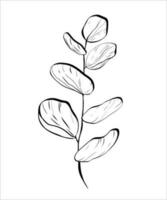 Black line art of a eukalyptus vector