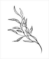 Elegant black line art of a branch leaf, delicate botanical lines vector