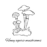 Hand drawn Honey agaric mushrooms vector