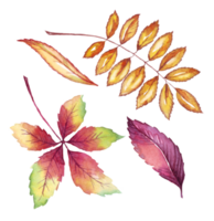 autunno le foglie. acquerello clipart png