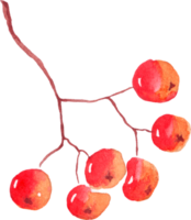 Rowan berries. Watercolor clipart png