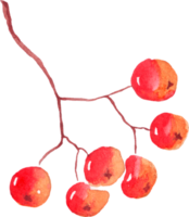 Eberesche Beeren. Aquarell Clip Art png