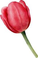 Red watercolor tulip with green leaf. Hand drawn watercolor illustration vector