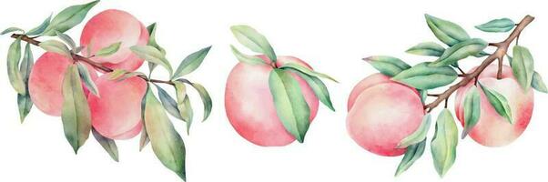 Hand drawn watercolor peaches set with green leaves, isolated on white background. vector