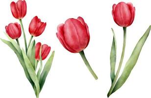 Set of red watercolor tulips with green leaf. Hand drawn watercolor illustration vector