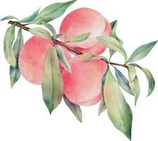 Hand drawn watercolor peach with green leaves, isolated on white background. vector
