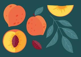 A whole peach and a half or a slice of fruit with a stone, a twig with leaves. Vector flat set of isolated nectarine illustrations.