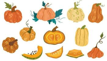 Pumpkins set. Elements of Thanksgiving and Halloween. Different pumpkins, fresh vegetables, autumn harvest. Cartoon vector illustration isolated on the white background.