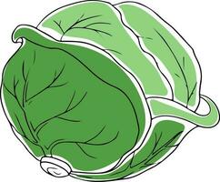 Lineart style whole green cabbage black outline isolated on white background vector