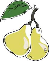 Lineart style vector two yellow pears with leaf black outline on white background isolated