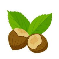 Hazelnuts in a shell with leaves. Healthy food, an ingredient. Flat, cartoon style. Color vector illustration isolated on a white background.