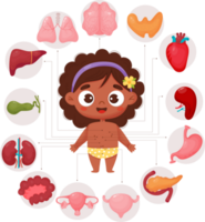 anatomia. fêmea órgãos png