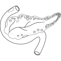 pancreas. umano organo. linea disegno png