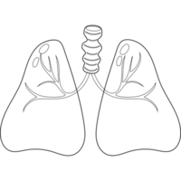 lungs. Human organ. line drawing png